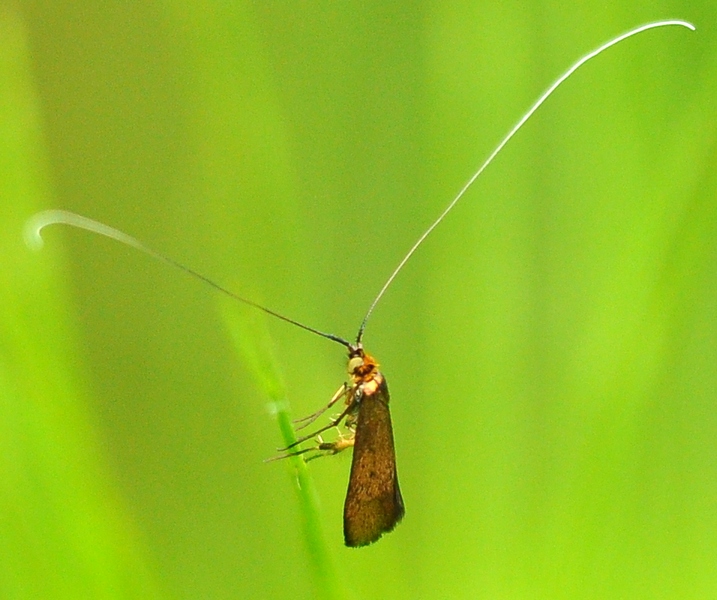 Microlepidottero